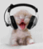 catkozen