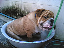 chubby