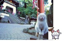 Camal