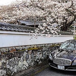 (4K)NISSAN Y51 CIMA HYBRID 3.5 with SAKURA - シーマハイブリッドと桜